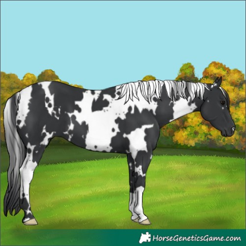 Horse Color:White Spotted Black 