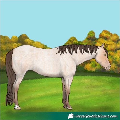 Horse Color:Amber Champagne Roan 