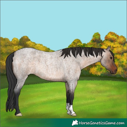 Horse Color:Brown Roan Dun