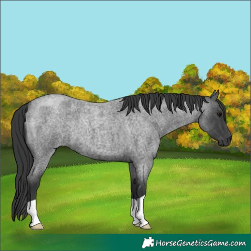 Horse Color:Blue Roan 