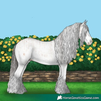 Horse Color:White Spotted Bay Splash  and White Spotted Bay Splash 