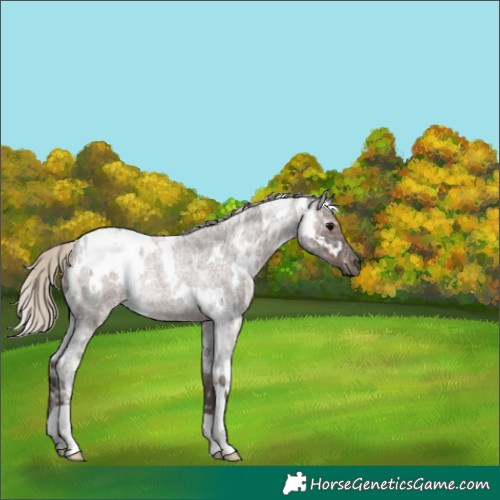 Horse Color:Gray White Spotted Silver Blue Ice Roan Rabicano 