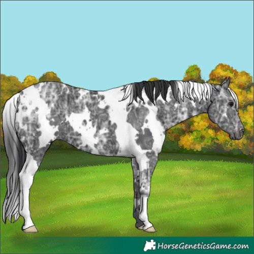 Horse Color:White Spotted Black Ice 