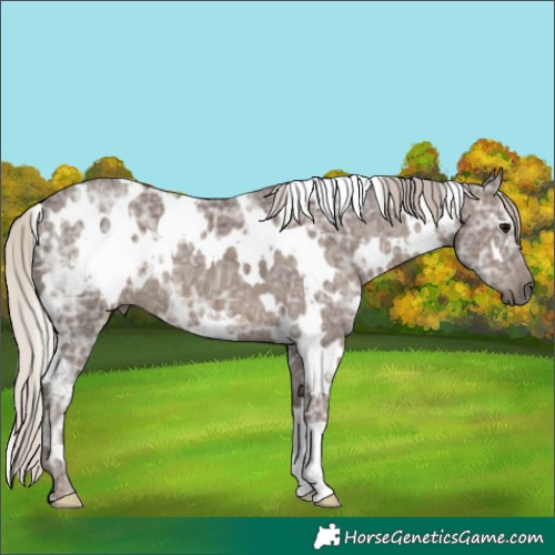 Horse Color:White Spotted Silver Black Ice 