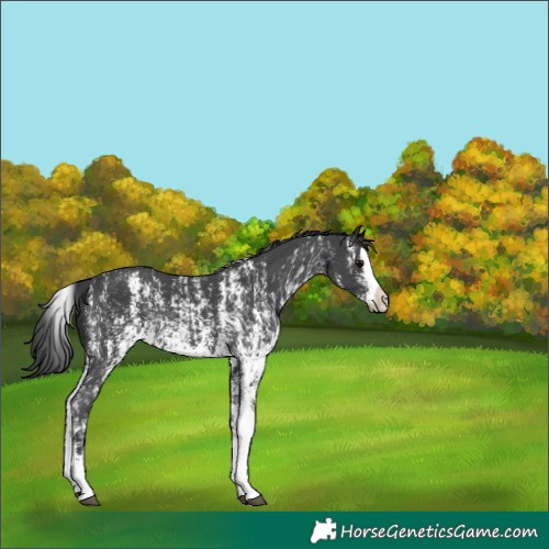 Horse Color:Black Sabino Splash Appaloosa  and Black Sabino Splash Appaloosa 