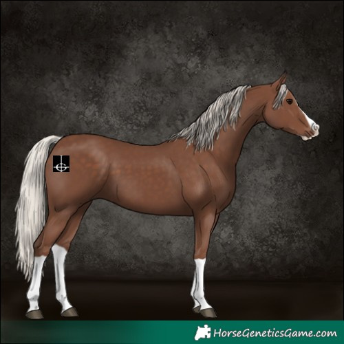 Horse Color:Silver Black Splash
