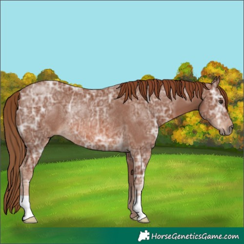 Horse Color:Chestnut Ice Rabicano