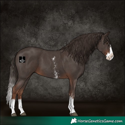 Horse Color:Liver Chestnut Sabino Splash 