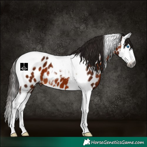 Horse Color:Gray Bay Splash Tobiano Near Leopard 