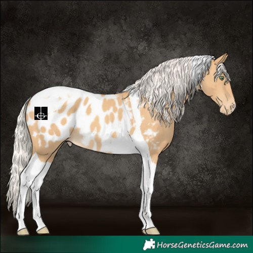 Horse Color:Silver Amber Cream Champagne Tobiano Appaloosa 
