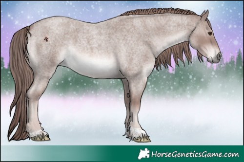 Horse Color:Platinum Red Roan