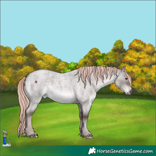 Horse Color:Platinum Liver Red Dun Roan 
