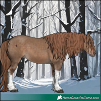 Horse Color:Liver Red Dun Tobiano