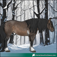 Horse Color:Brown Dun Tobiano 