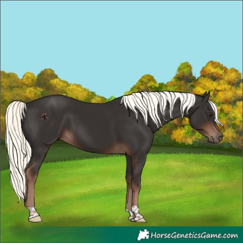 Horse Color:Liver Chestnut Mushroom 