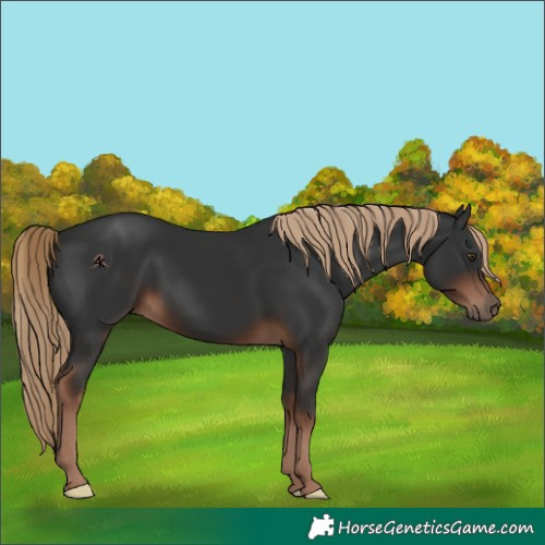Horse Color:Liver Chestnut 