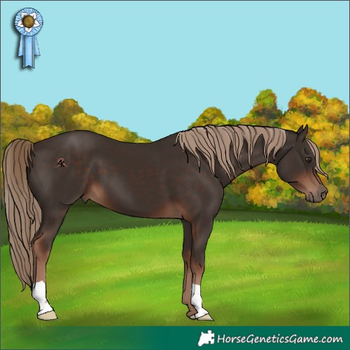 Horse Color:Liver Chestnut 
