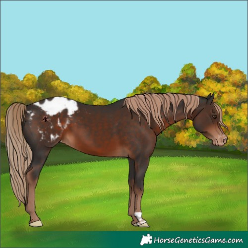 Horse Color:Liver Chestnut Appaloosa