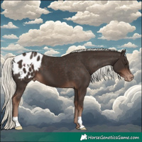 Horse Color:Liver Chestnut Mushroom Appaloosa 