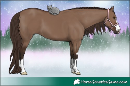 Horse Color:Liver Red Dun 