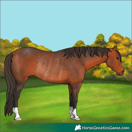 Horse Color:Bay Rabicano 
