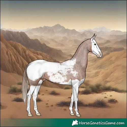 Horse Color:Chestnut Splash Appaloosa 