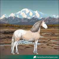 Horse Color:Gold Champagne Splash Appaloosa 