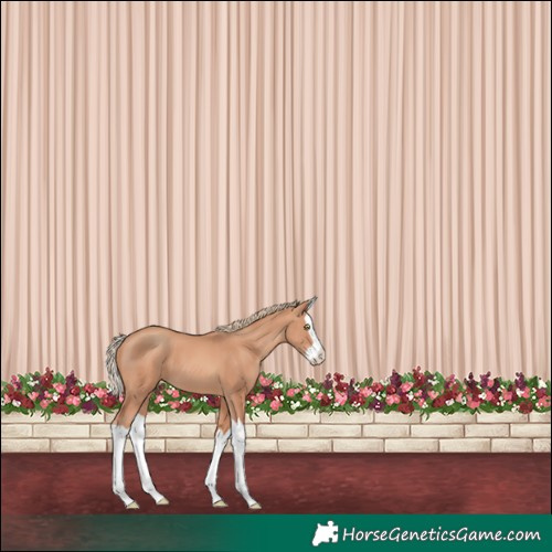 Horse Color:Gold Champagne Splash