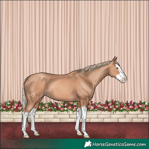 Horse Color:Gold Champagne Splash 