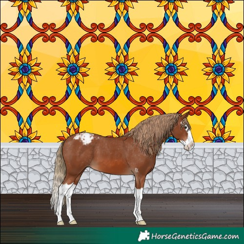 Horse Color:Chestnut Splash Appaloosa 