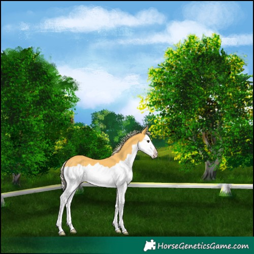 Horse Color:Palomino Splash 