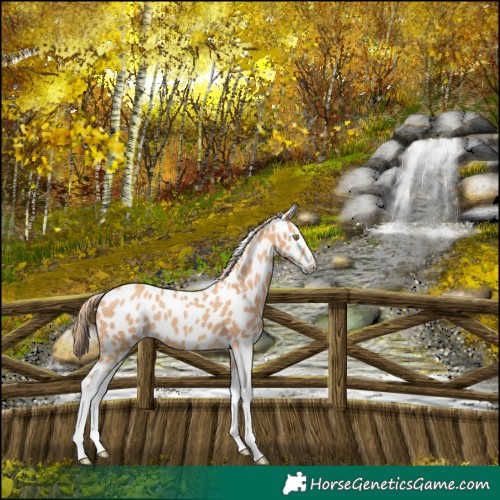 Horse Color:Gold Champagne Splash Appaloosa 
