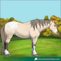 Horse Color:Buckskin Snowcap