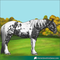 Horse Color:Black Tobiano Near Leopard