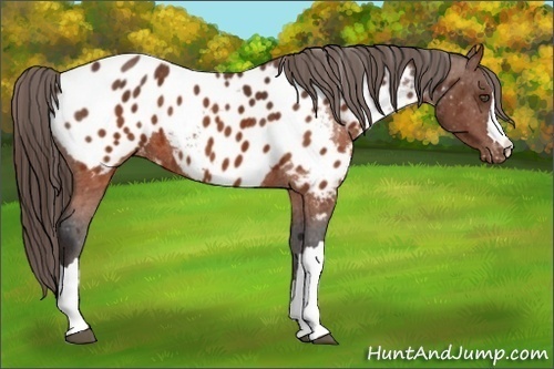 Horse Color:Brown Appaloosa Brindle