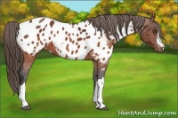 Horse Color:Brown Near Leopard  Brindle