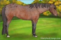 Horse Color:Brown Appaloosa Brindle