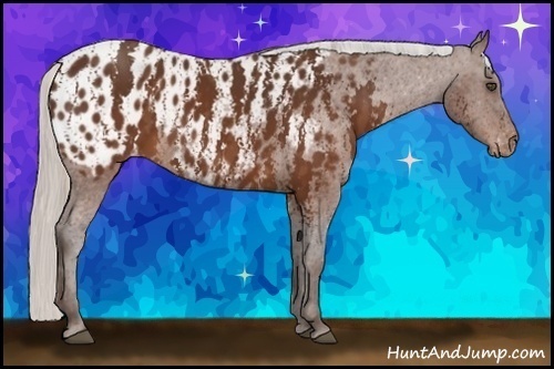 Horse Color:Silver Brown Appaloosa  Brindle