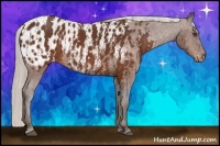 Horse Color:Silver Brown Appaloosa  Brindle