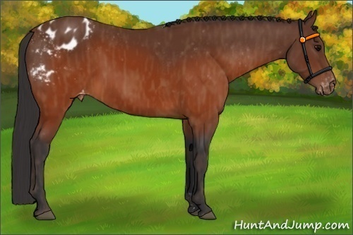 Horse Color:Brown Appaloosa  Brindle