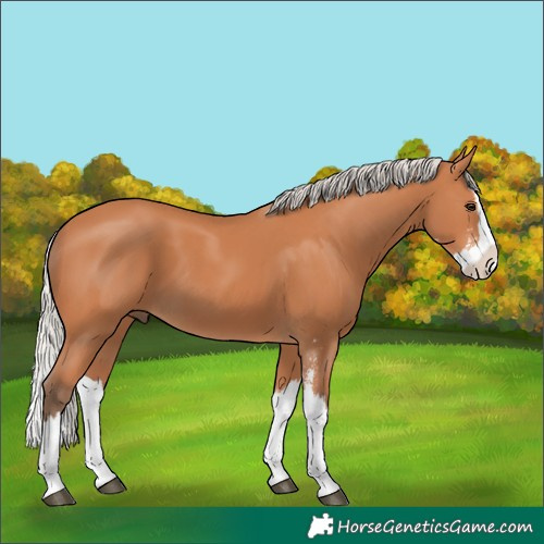 Horse Color:Silver Bay Sabino Splash 