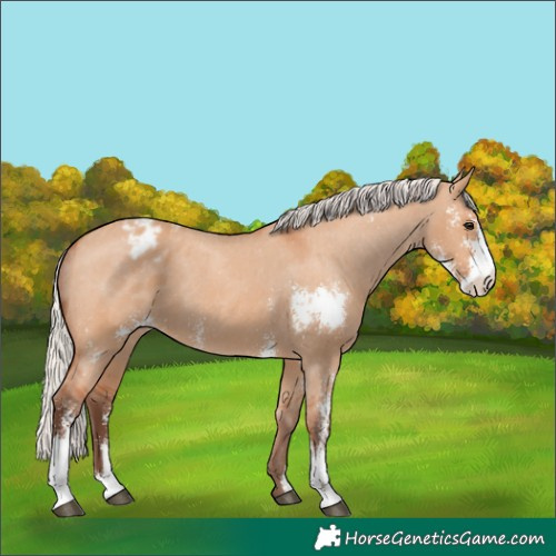 Horse Color:Silver Bay Dun Sabino Appaloosa 