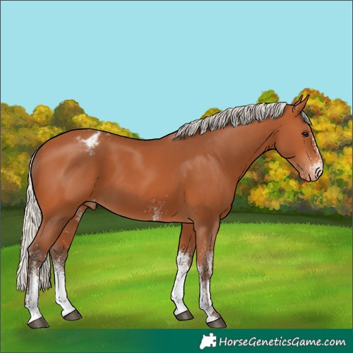 Horse Color:White Spotted Silver Bay Appaloosa