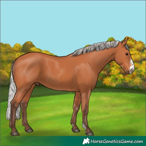 Horse Color:Silver Bay Sabino