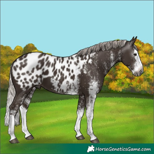 Horse Color:Gray White Spotted Silver Black Splash Appaloosa 