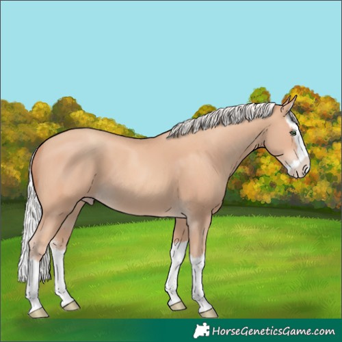 Horse Color:Silver Amber Champagne Sabino Splash 