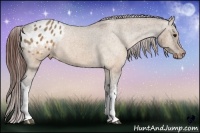 Horse Color:Brown Roan Dun Appaloosa  Brindle