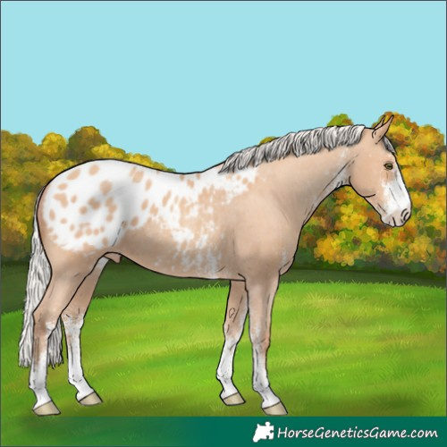 Horse Color:White Spotted Silver Amber Champagne Appaloosa 