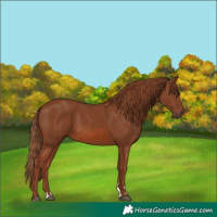Horse Color:Chestnut 