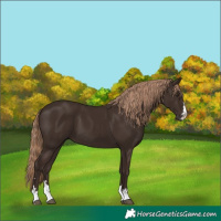 Horse Color:Liver Chestnut 
